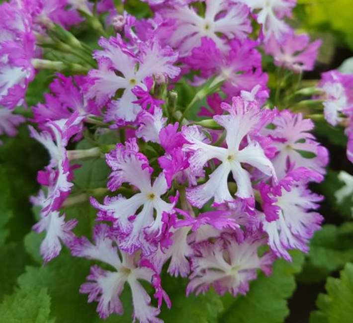 PRIMULA sieboldii- японска горска иглика (1515)